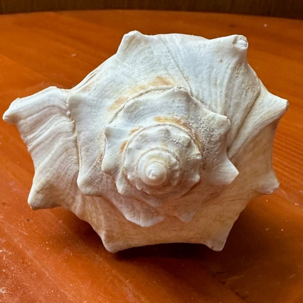 Right Handed Conch Shell - Picture 4 of 6